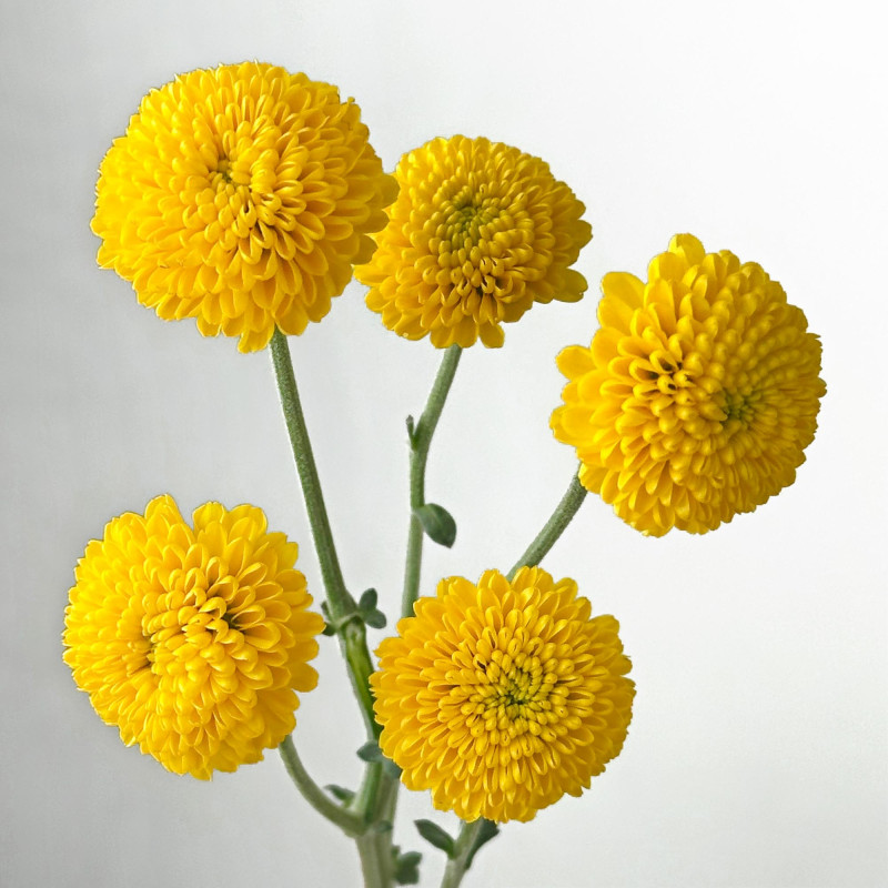 Spray chrysanthemums