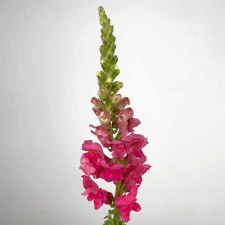 Snapdragon