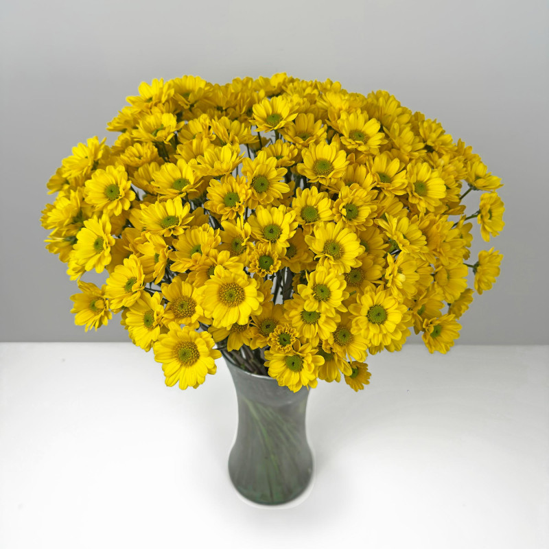 Spray chrysanthemums