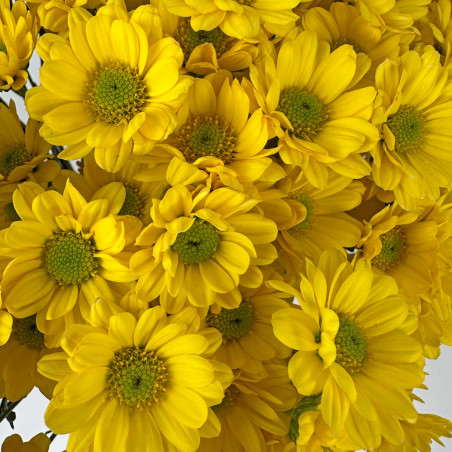 Spray chrysanthemums