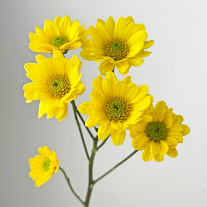 Spray chrysanthemums