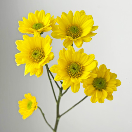 Spray chrysanthemums