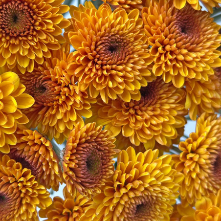 Spray chrysanthemums