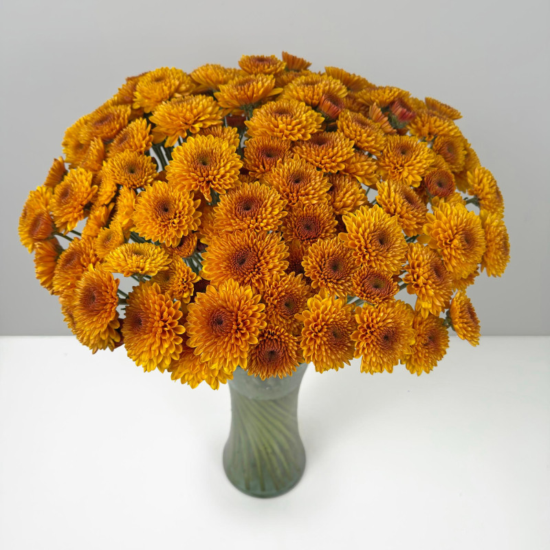 Spray chrysanthemums