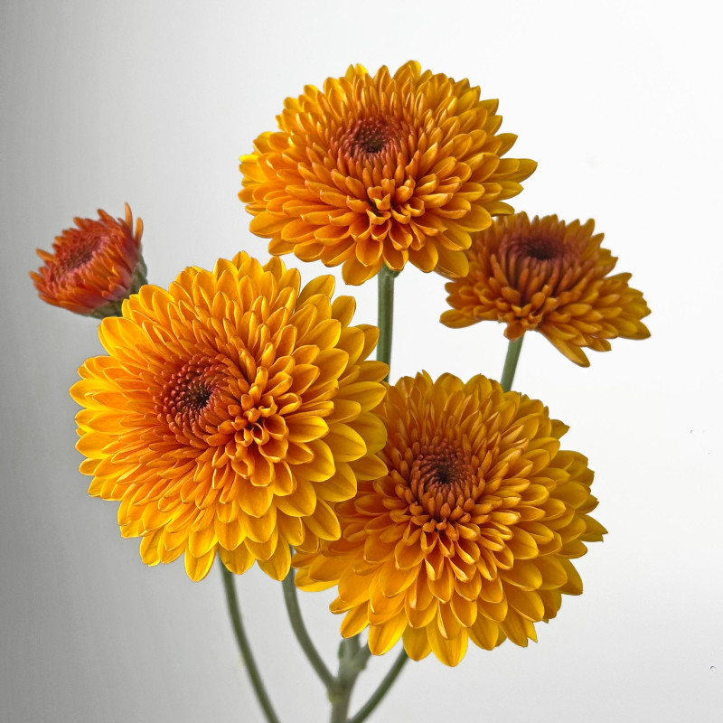 Spray chrysanthemums