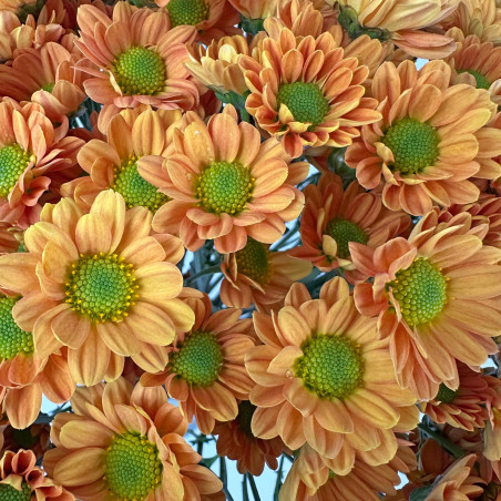 Spray chrysanthemums