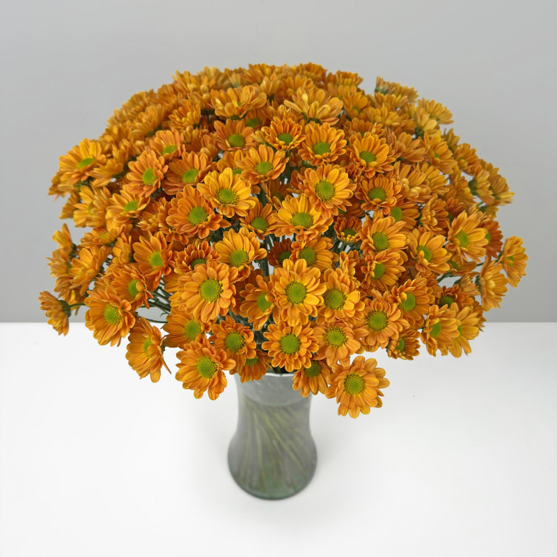 Spray chrysanthemums