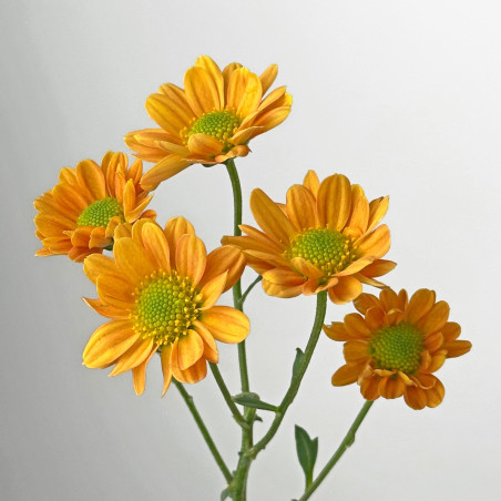 Spray chrysanthemums
