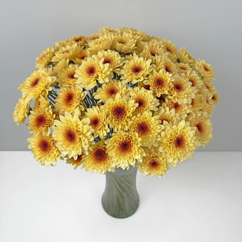 Spray chrysanthemums