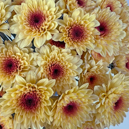 Spray chrysanthemums