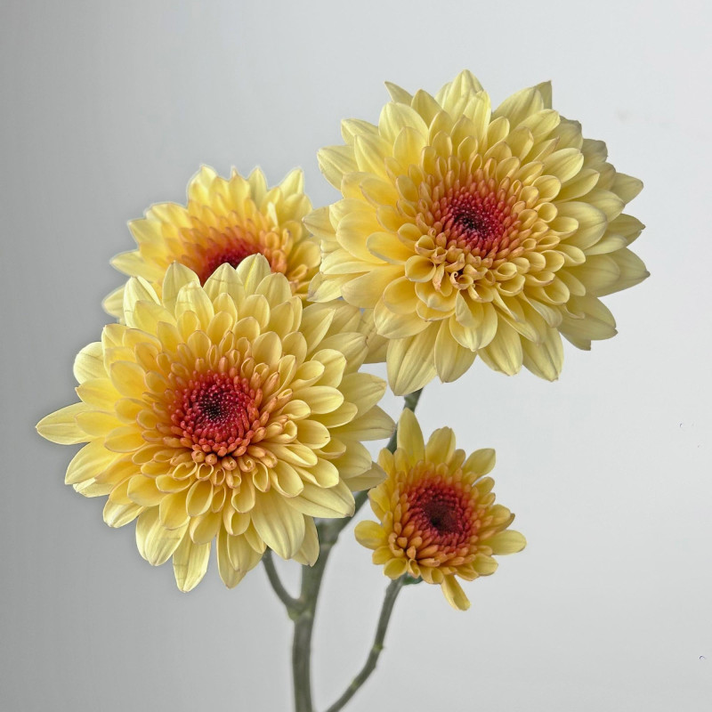 Spray chrysanthemums