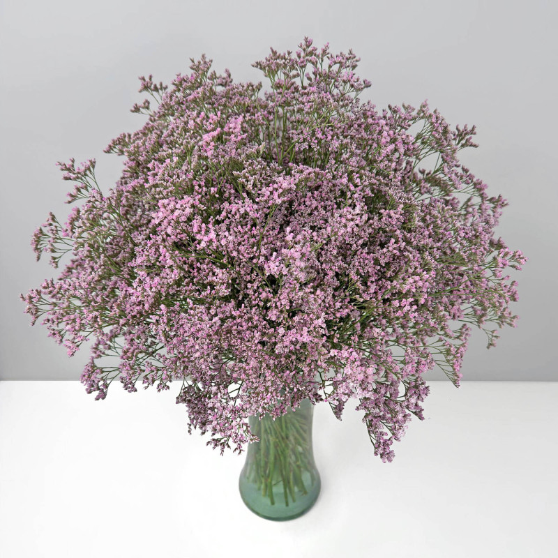 Limonium