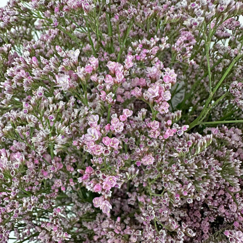 Limonium