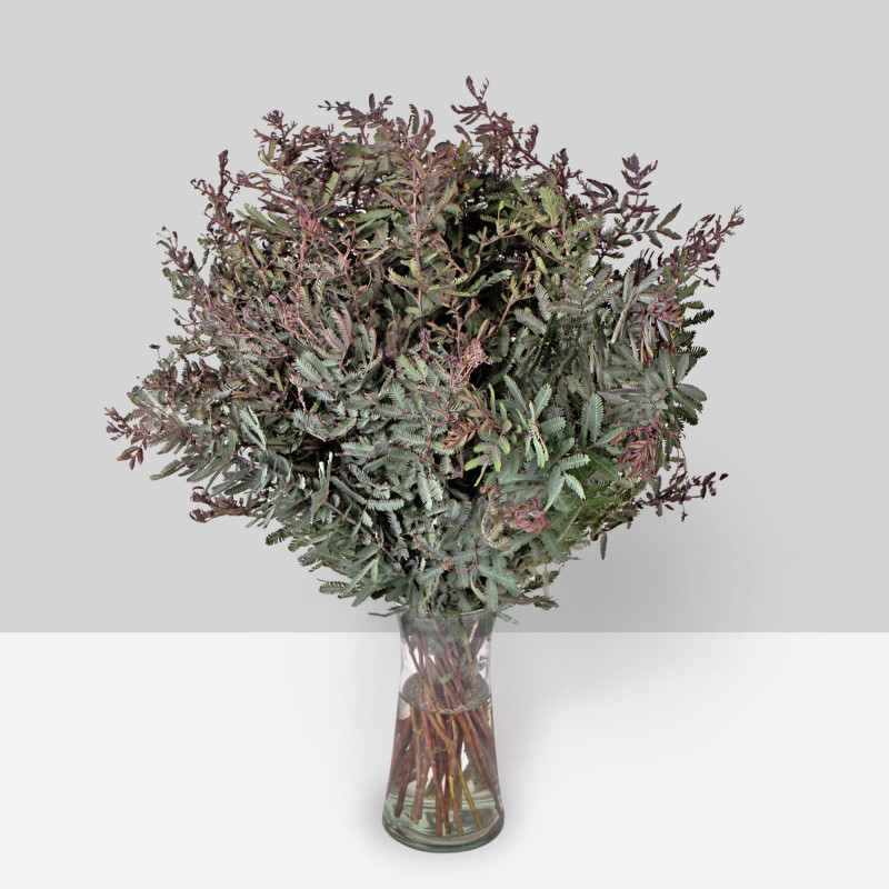 Acacia
