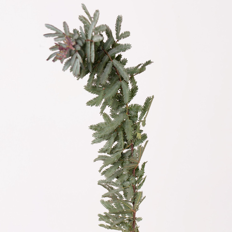 Acacia