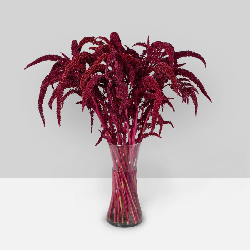 Amaranthus Upright