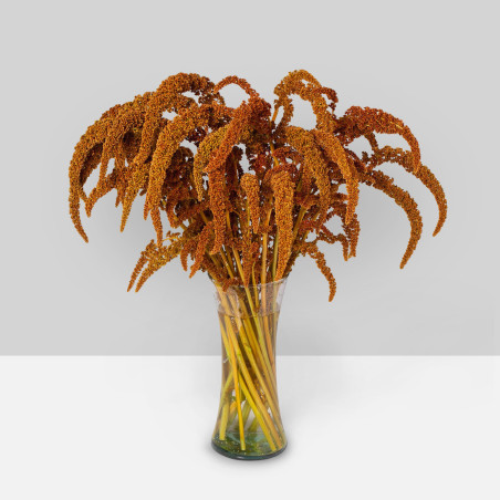 Amaranthus Upright