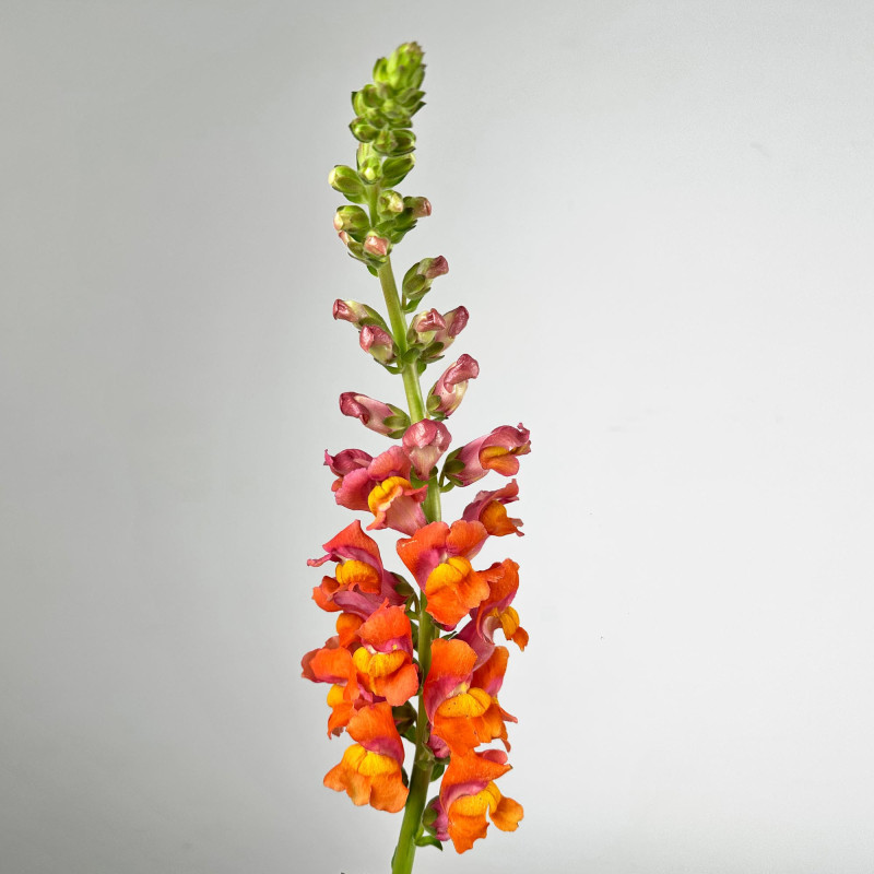 Snapdragon