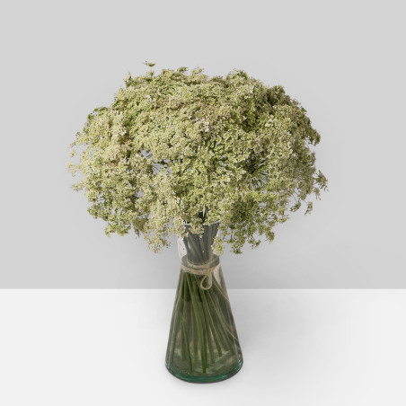Ammi Majus