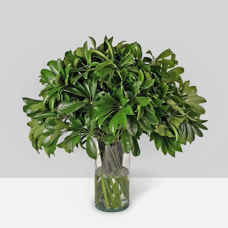 Aralia Scheflera