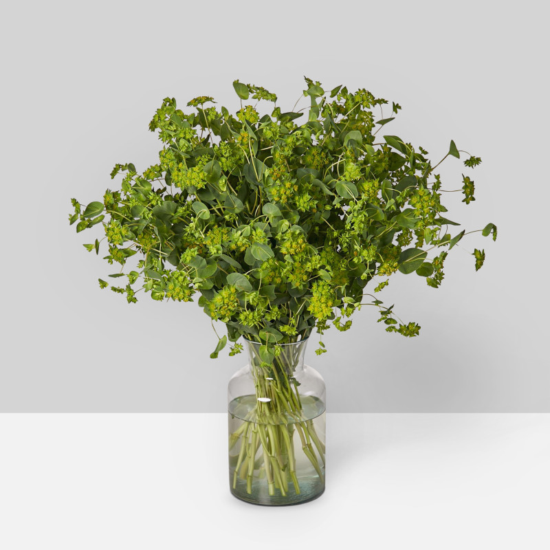 Bupleurum