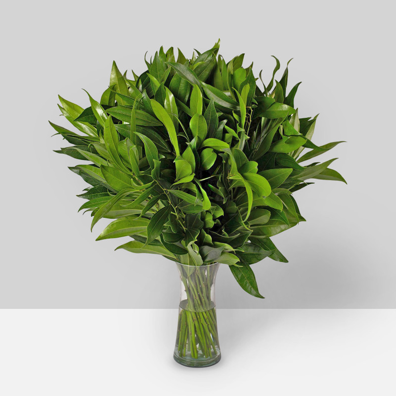 Cocculus