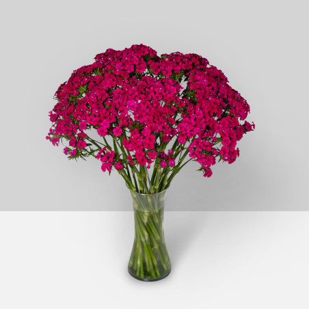 SUMMER FLOWERS