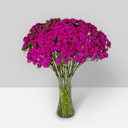 SUMMER FLOWERS