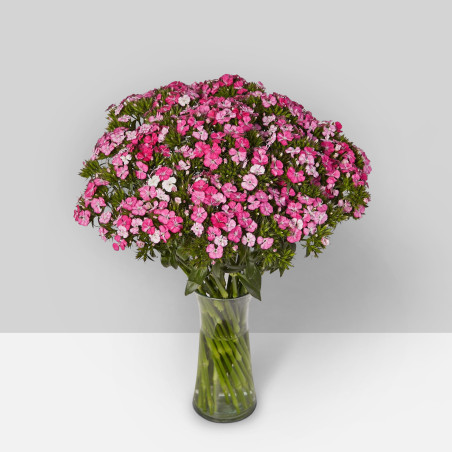 SUMMER FLOWERS