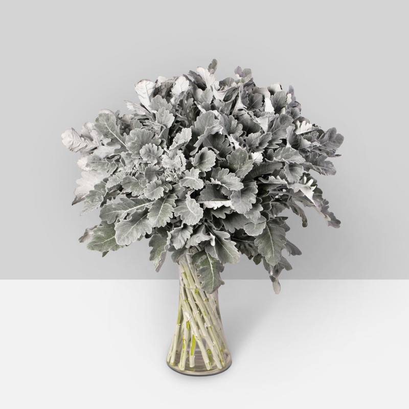 Dusty Miller