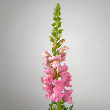 Snapdragon