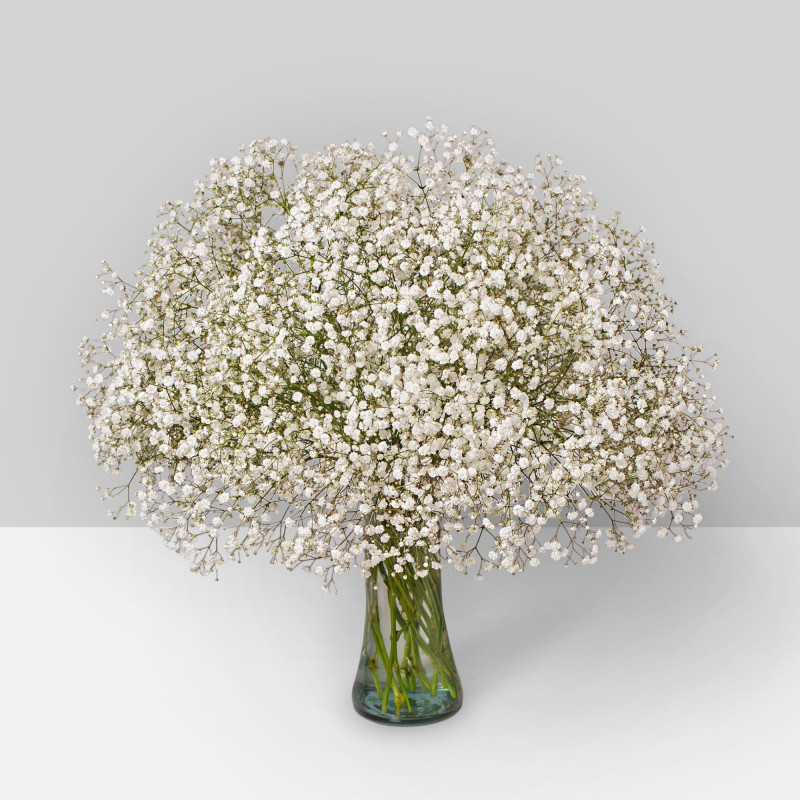 Gypsophila Xlence