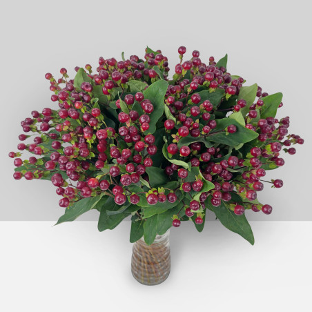 Hypericum