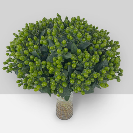 Hypericum