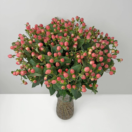 Hypericum
