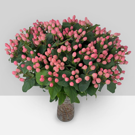 Hypericum