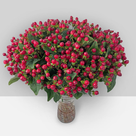 Hypericum