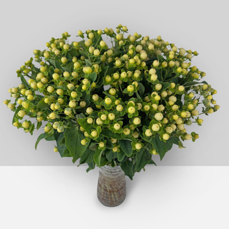 Hypericum