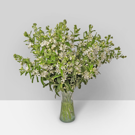 Oxypetalum