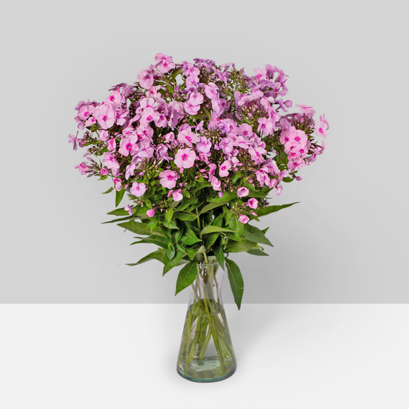 Phlox