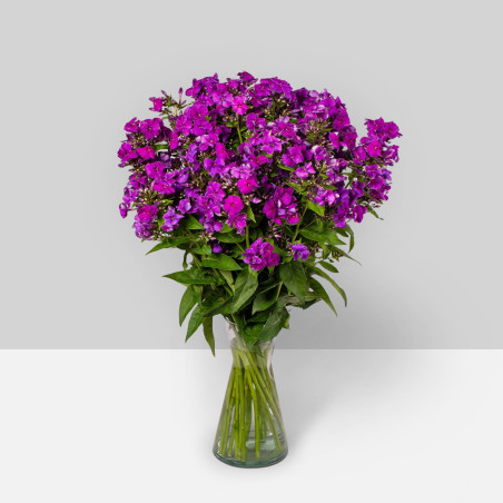 Phlox