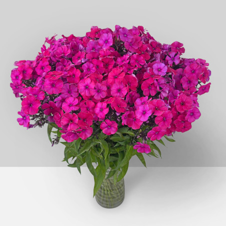 Phlox