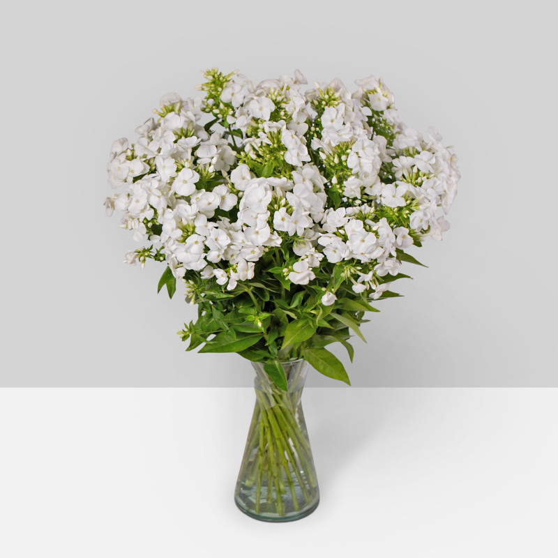 Phlox