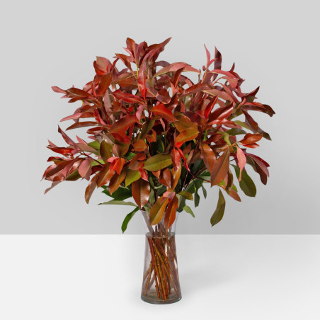 Photinia