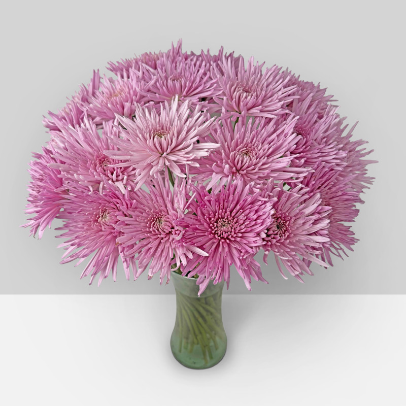 Spidermums