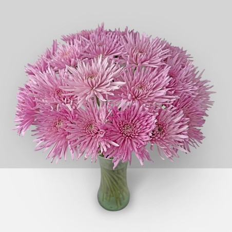 Spidermums
