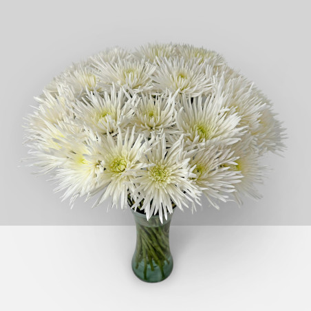 Spidermums