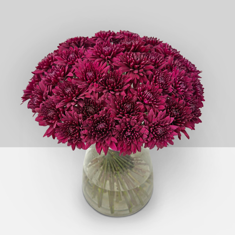 Spidermums