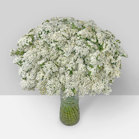 Yarrow