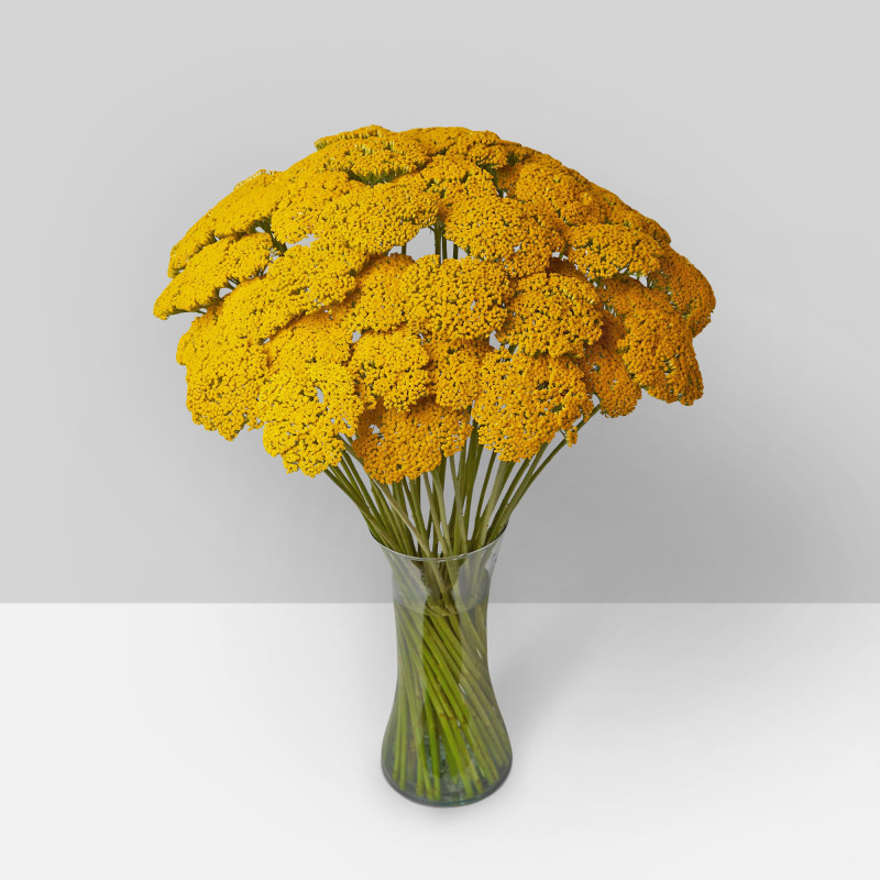 Yarrow
